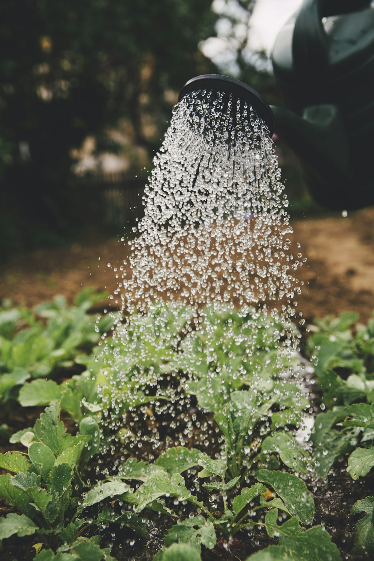 Young food plants receiving careful attention